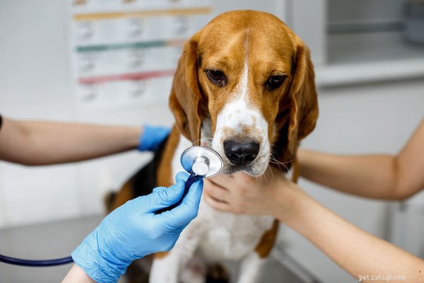 Durata media della vita del Beagle e consigli per mantenere il tuo cane in salute