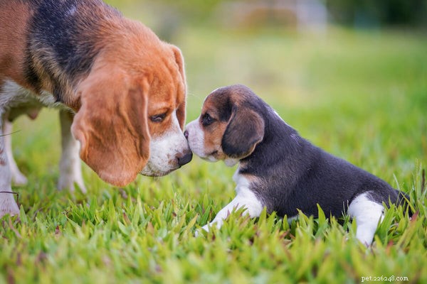 Durée de vie moyenne du Beagle et conseils pour garder votre chien en bonne santé