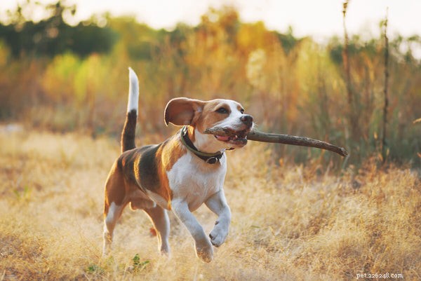 Durata media della vita del Beagle e consigli per mantenere il tuo cane in salute