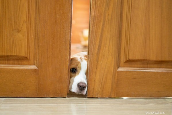 6 strategií, jak se vypořádat s úzkostí ze separace psů