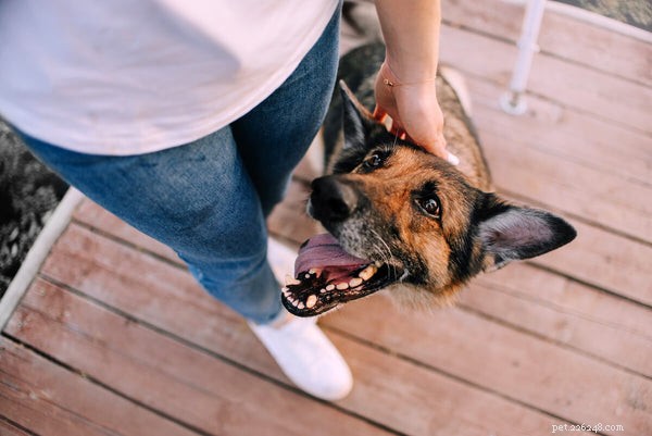 6 strategie per affrontare l ansia da separazione dei cani
