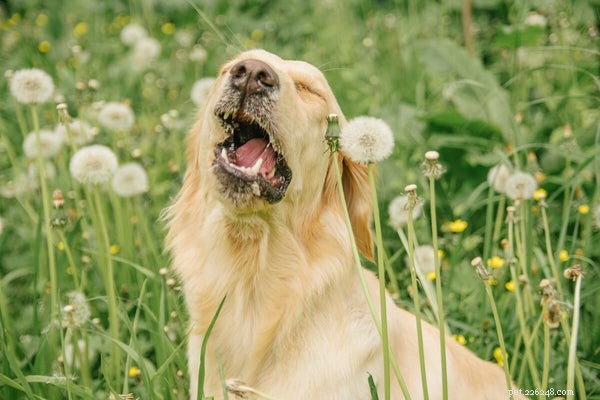 Alergias da pele do cão:reconhecendo e tratando a dermatite atópica