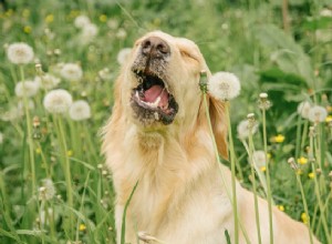 Кожные аллергии у собак:распознавание и лечение атопического дерматита