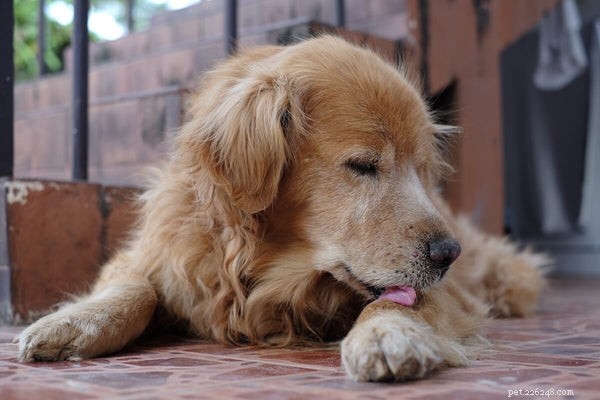 Hundhudallergier:känna igen och behandla atopisk dermatit