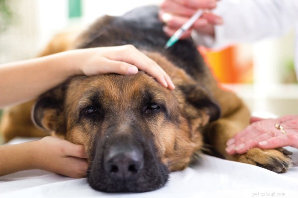 Hondenhuidallergieën:atopische dermatitis herkennen en behandelen