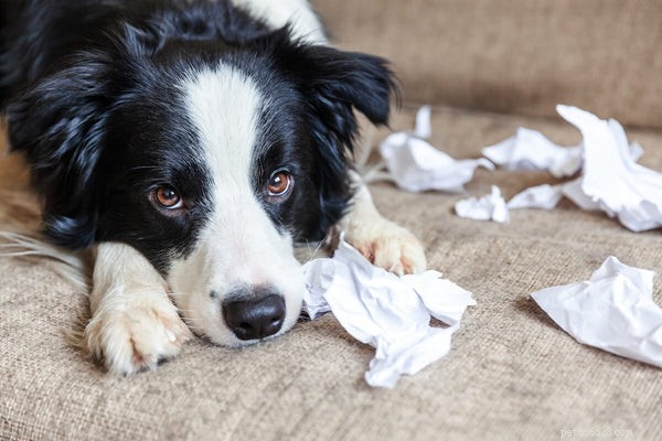 Hondenangst:hoe u uw angstige huisdier kunt helpen zich beter te voelen