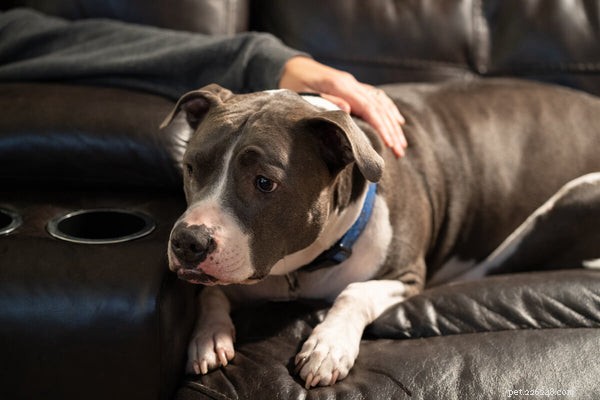 Hondenangst:hoe u uw angstige huisdier kunt helpen zich beter te voelen