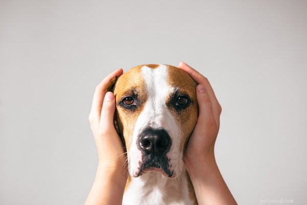 Dog Anxiety:How to Help Your Anxious Pet Feel Better