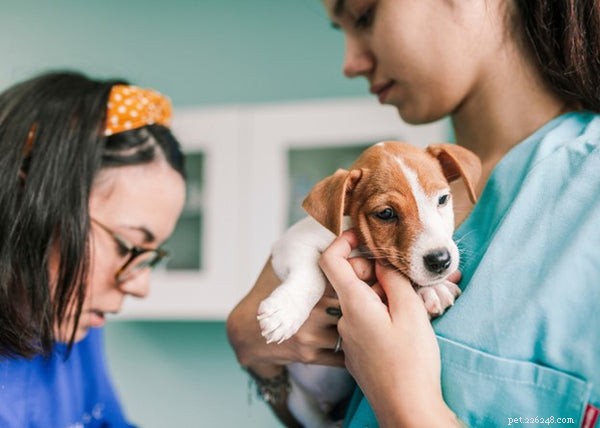 5つの一般的な子犬の病気-そしてそれらについて何をすべきか 