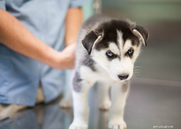 5 veelvoorkomende puppyziektes - en wat u eraan kunt doen