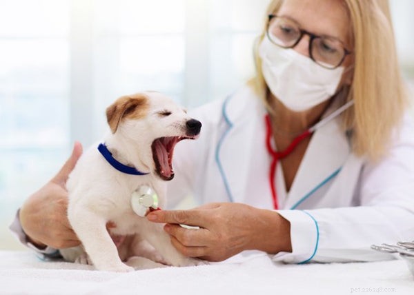 5 malattie comuni dei cuccioli e cosa fare al riguardo