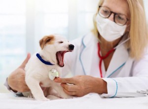 5 распространенных болезней щенков и что с ними делать