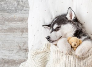 A expectativa de vida do Husky, preocupações comuns com a saúde e cuidados