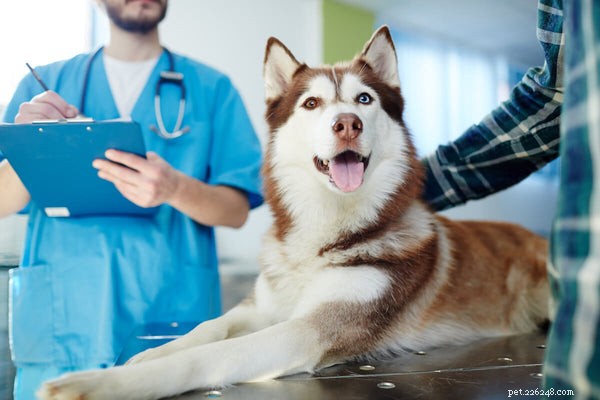 A expectativa de vida do Husky, preocupações comuns com a saúde e cuidados