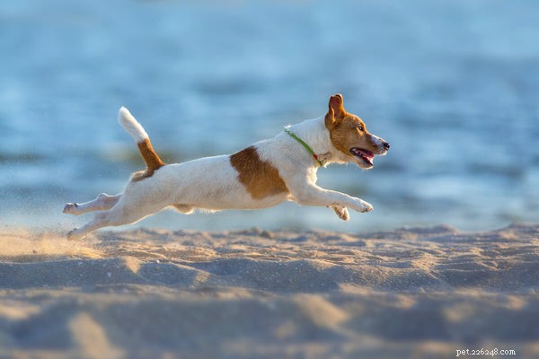 Wat is de gemiddelde levensduur van een Jack Russell Terrier?