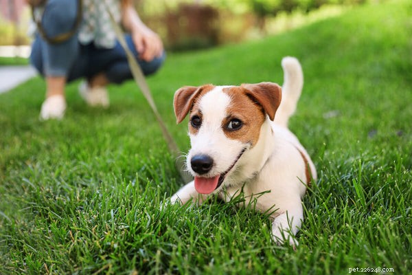 Qual ​​é a vida útil média do Jack Russell Terrier?