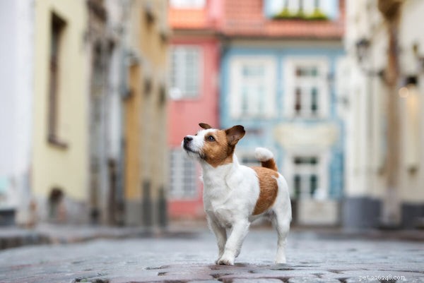 Vad är den genomsnittliga livslängden för Jack Russell Terrier?