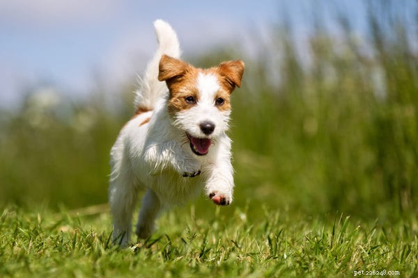 Qual ​​è la durata media della vita del Jack Russell Terrier?