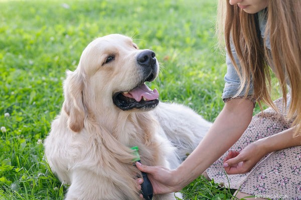 Como preparar um Golden Retriever:dicas de cuidados com o cabelo do seu cão