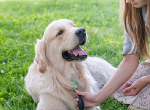 Как ухаживать за золотистым ретривером:советы по уходу за шерстью вашей собаки