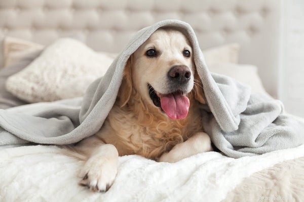 Hur man sköter en Golden Retriever:Din hunds tips för hårvård