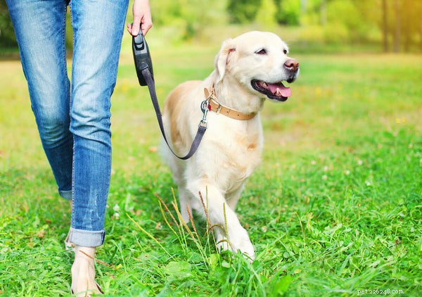 Jak pečovat o zlatého retrívra:Tipy pro péči o srst vašeho psa