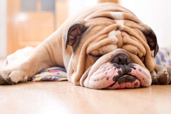 Följer engelska bulldoggar? Hårvårdstips för din valp