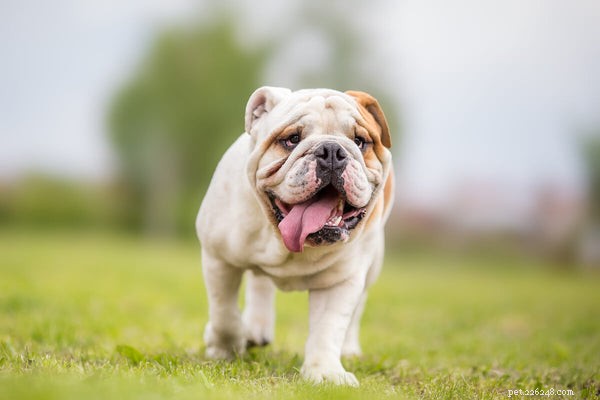 Följer engelska bulldoggar? Hårvårdstips för din valp