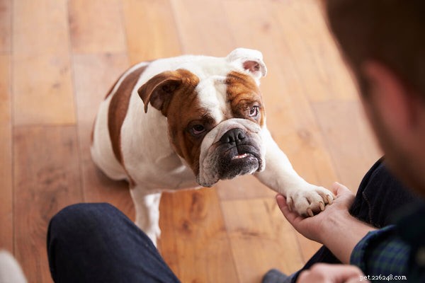 Perché le protuberanze della pelle del bulldog inglese compaiono all improvviso?