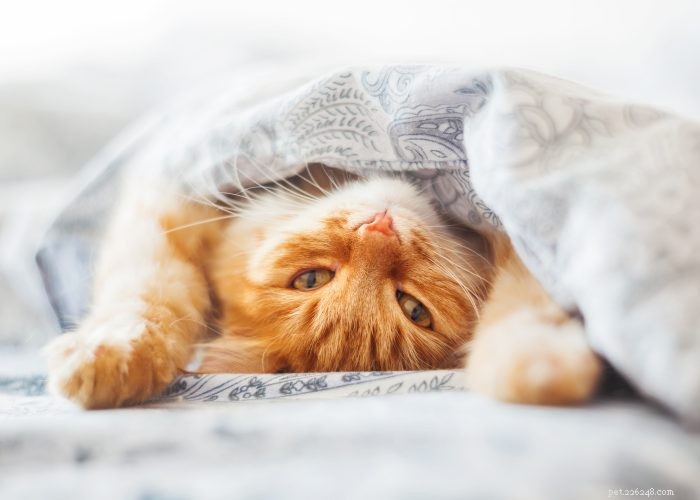 Allergies aux chats ? Renforcer l immunité :vous pouvez toujours en posséder un !