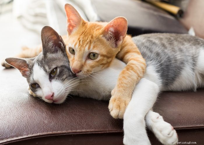 Allergie ai gatti? Costruire l immunità:puoi ancora possederne uno!