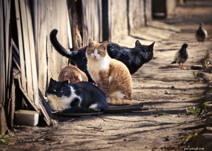 Toulavé kočky a divoké kočky:Je tu rozdíl! 