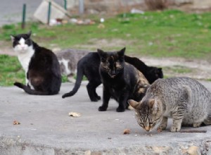 Gatos de rua e gatos selvagens:há uma diferença!