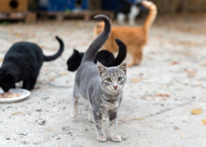Gatos de rua e gatos selvagens:há uma diferença!