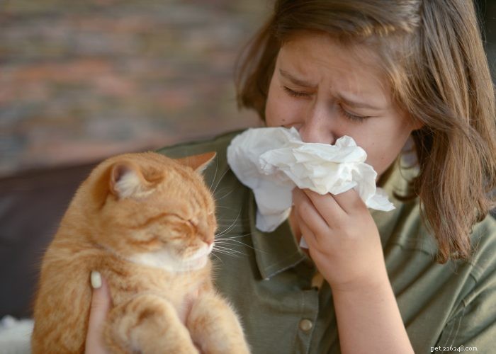 Allergie ai gatti? Costruire l immunità:puoi ancora possederne uno!