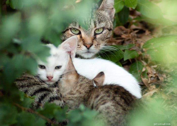 Zwerfkatten en verwilderde katten:er is een verschil!