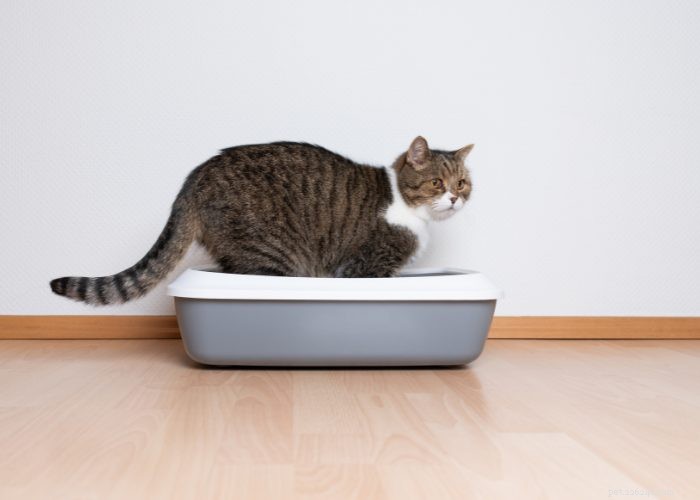 Výcvik vašeho nového kotěte nebo kočky na podestýlce:Komplexní průvodce