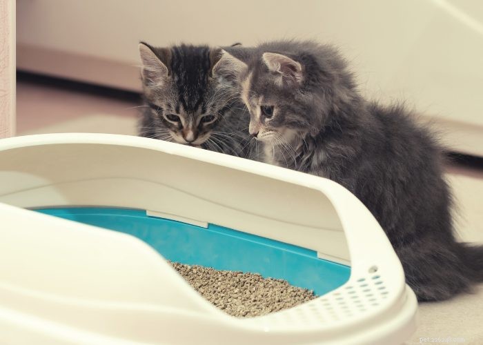 Treinando com ninhada seu novo gatinho ou gato:um guia completo