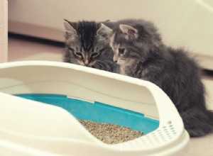 新しい子猫や猫のごみトレーニング：包括的なガイド 