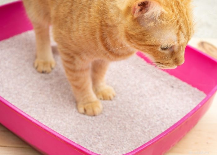Addestramento della lettiera per il tuo nuovo gattino o gatto:una guida completa