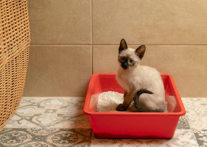 Addestramento della lettiera per il tuo nuovo gattino o gatto:una guida completa