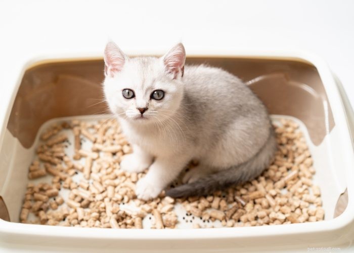 Nesttraining voor uw nieuwe kitten of kat:een uitgebreide gids