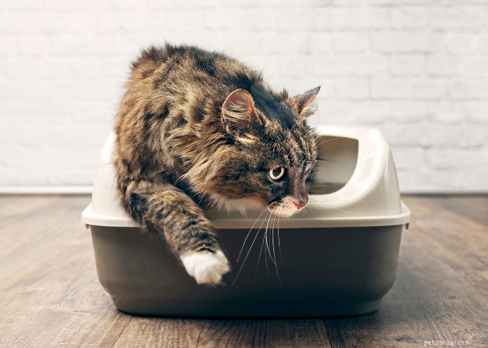 Výcvik vašeho nového kotěte nebo kočky na podestýlce:Komplexní průvodce
