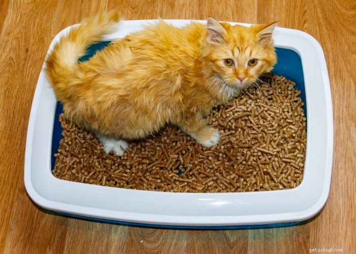 Nesttraining voor uw nieuwe kitten of kat:een uitgebreide gids
