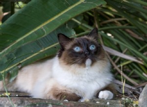 Evoluce koček:Poznání našeho oblíbeného chlupatého přítele