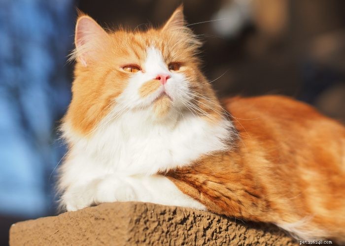 猫の進化：私たちの好きな毛皮のような友達を知る 