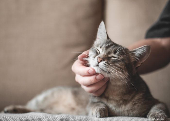 Evoluce koček:Poznání našeho oblíbeného chlupatého přítele