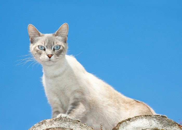 Эволюция кошек:знакомство с нашим любимым пушистым другом