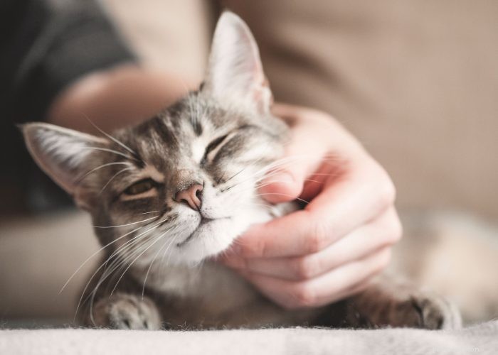 The Evolution of Cats:Knowing Our Favorite Furry Friend