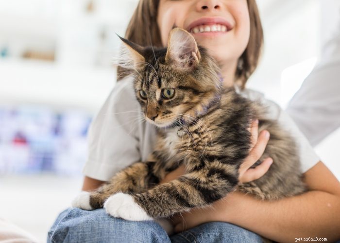 Эволюция кошек:знакомство с нашим любимым пушистым другом
